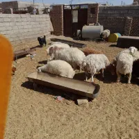 بره ماده و میش|حیوانات مزرعه|بیرجند, |دیوار