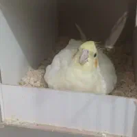 یک جفت عروس هلندی با5تخم|پرنده|اصفهان, دانشگاه اصفهان|دیوار