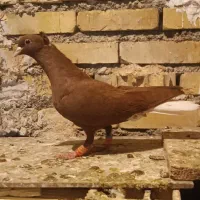 ماده دمسفید