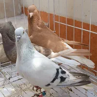 کبوتر ماده دم سفید