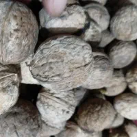 گردو شول اباد
