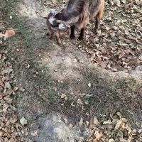 بز های خوب|حیوانات مزرعه|سردرود, |دیوار