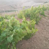 باغ انگور با حق آب ازچشمه شخصی|فروش دفتر صنعتی، کشاورزی، تجاری|ابهر, |دیوار