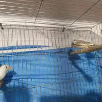 یک جفت فنج با ۶ تا تخم و ۶ تا جوجه تقریباً بالغ|پرنده|پیشوا, |دیوار