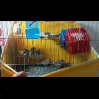 معاوضه فنج نر با ماده