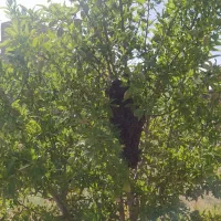 آلو نمکی خوانسار