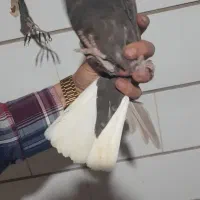 چند جفت شهری و دم سفید کلکسیونی|پرنده|برازجان, |دیوار