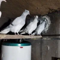 کفتر|پرنده|نیشابور, مازول|دیوار