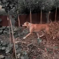 سگ نگهبان|سگ|قائمشهر, |دیوار