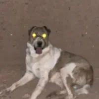 سگ گله