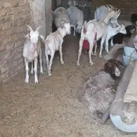 بزوبزغاله سانن