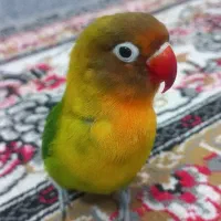 نژاد فیشر، نر