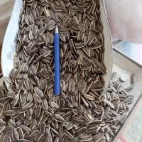 تخمە کانادایی ،بودادە(عمدە)