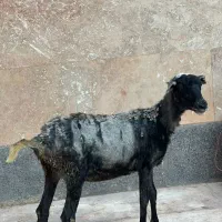 بره شیشک