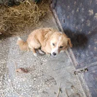 سگ پیدا شده|حیوانات|لاهیجان, شهرک سلمان فارسی|دیوار