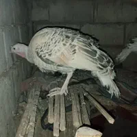 فروش سه عدد بوقلمون شهرستان گنبکی