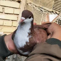 کبوتر شهری|پرنده|خرمشهر, |دیوار