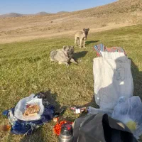 سگ گله عالی|سگ|خلخال, |دیوار