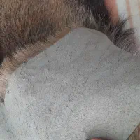 پوست بز طبیعی|صنایع دستی و سایر لوازم تزئینی|قرچک, میرزائی شمالی|دیوار