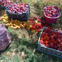 باغ گردو ومیوه مخلوط سندار|فروش زمین و ملک کلنگی|شاهین دژ, |دیوار