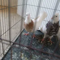 حراج جفت طوقی  و لانگ فیس