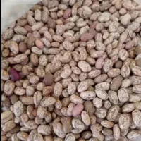 لوبیا چیتی