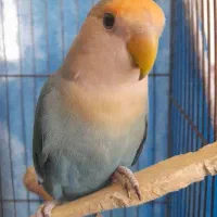 طوطی برزیلی ماده اماده