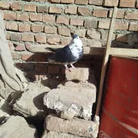 کبوتر|پرنده|زاهدان, |دیوار