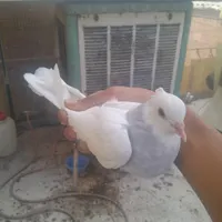کبوتر توقی آبی جوجه تیکه پاره و جوجه دست پر قوچی|پرنده|تهران, بیسیم|دیوار