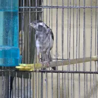 سهره.سهره قناری.قناری .گلبسر.|پرنده|اراک, |دیوار