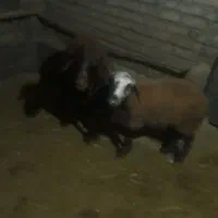 میش و بره|حیوانات مزرعه|نورآباد, |دیوار