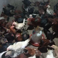 فروش جوجه مرغ وخروس