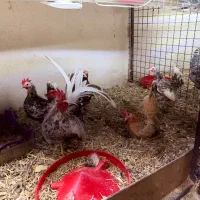 جوجه یک روزه جاپنیز سبرایت کوشین برهما