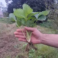 بوته توت فرنگی کاماروسا