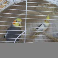 دوعدد عروس هلندی نر