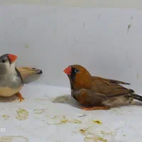 فنچ بلک بادی