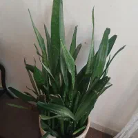 سانسورها پرحجم