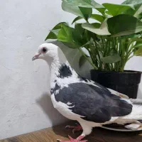 یه جفت کبوتر مست