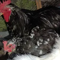 مرغ و خروس کوشین و برهما