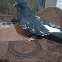 کبوتر بهبهانی(گم شده)