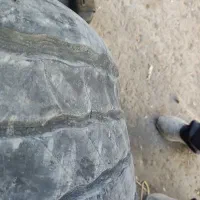 کارگر تعویض روغن