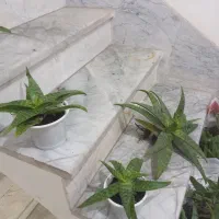 گل آلوئه ورا|گل و گیاه طبیعی|قدس, شهرقدس|دیوار