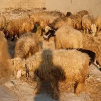 ۴۰ راس میش ترکی بختیاری بره دار و آبستن گلون