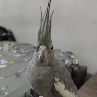 عروس هلندی ماده|پرنده|اندیمشک, |دیوار