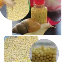 حلزون تخم گذار|خزنده|کرمانشاه, |دیوار