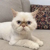 واگذاری گربه پرشین سوپرفلت ردپوینت