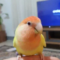 کوتوله اوپال کله قرمز دستی