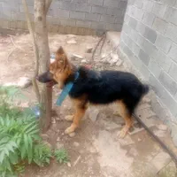 ژرمن ماده درشت زیر یک سال|سگ|لاهیجان, آهندان|دیوار