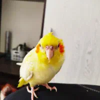 عروس هلندی گم شده