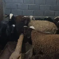 هیجده راس بره ماده و گاو قصر|حیوانات مزرعه|کمیجان, |دیوار